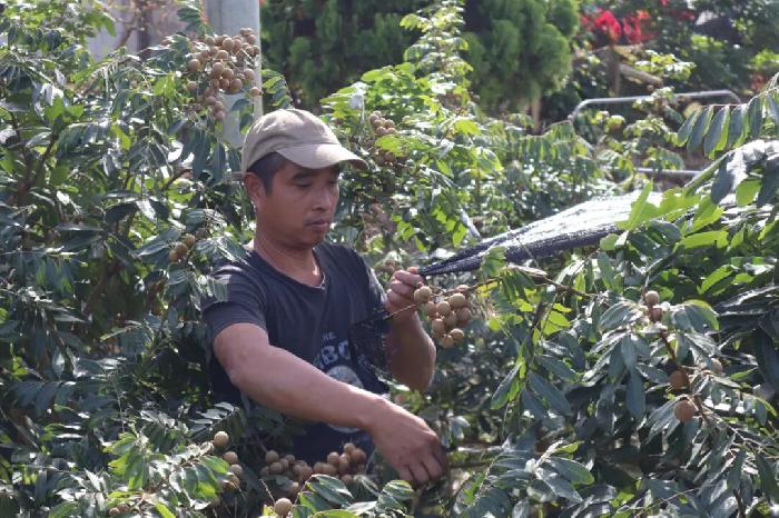 �ӡ���ֲ���֡������������֡�����������